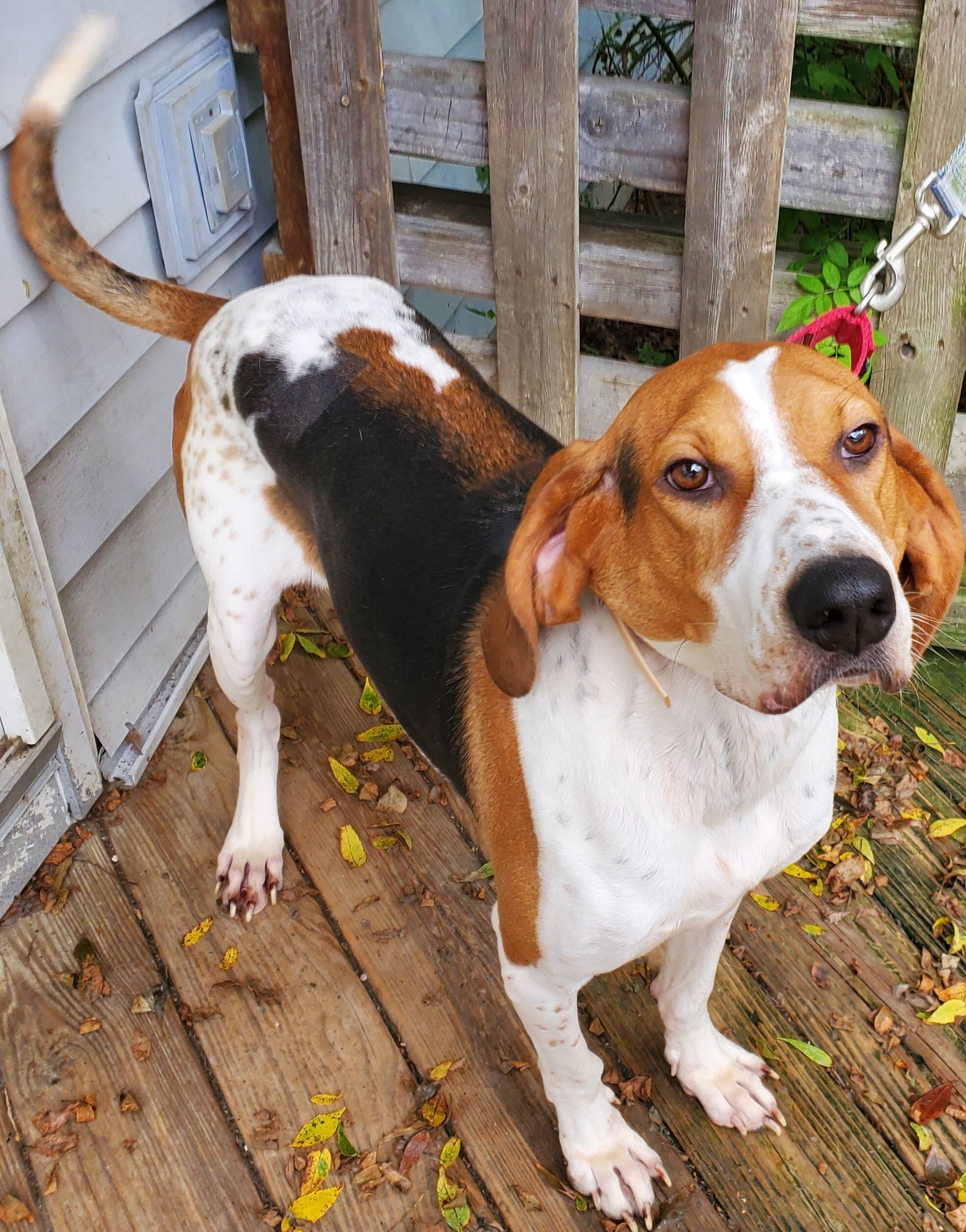Carson, an adoptable Treeing Walker Coonhound in Rensselaer, NY, 12144 | Photo Image 2
