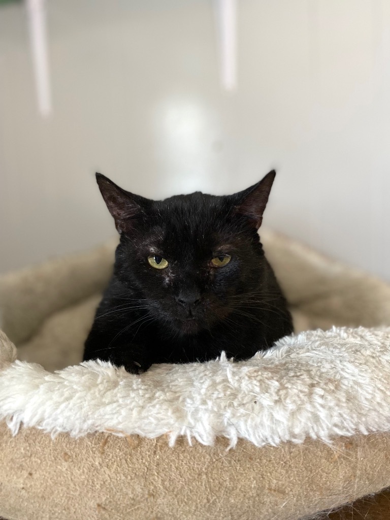 Slash, an adoptable Domestic Short Hair in Portland, IN, 47371 | Photo Image 3