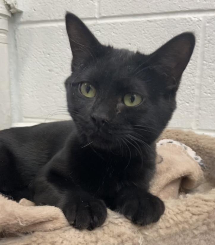 Qira, an adoptable Domestic Short Hair in Sandy, UT, 84070 | Photo Image 1