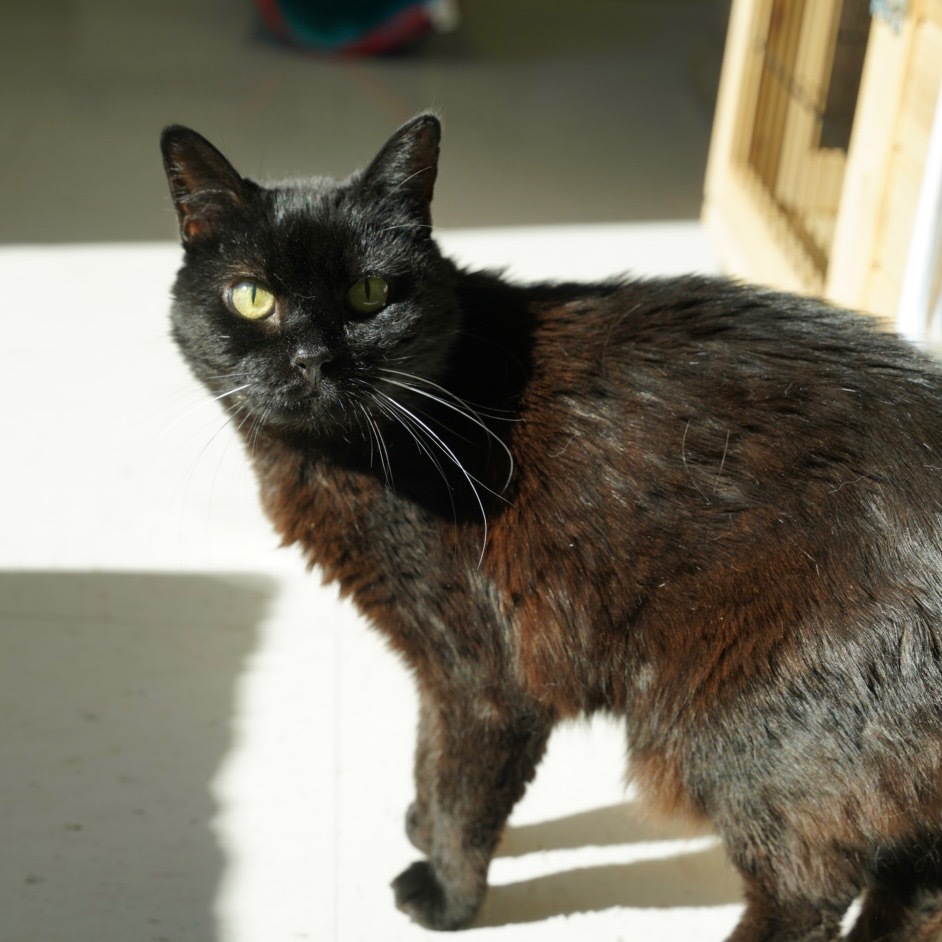 Piper, an adoptable Domestic Short Hair in Sandy, UT, 84070 | Photo Image 1