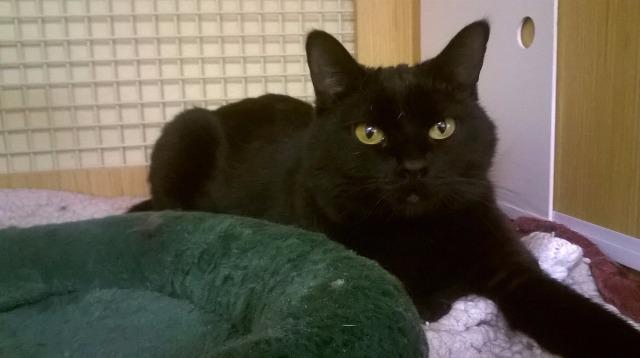 Piper, an adoptable Domestic Short Hair in Sandy, UT, 84070 | Photo Image 2