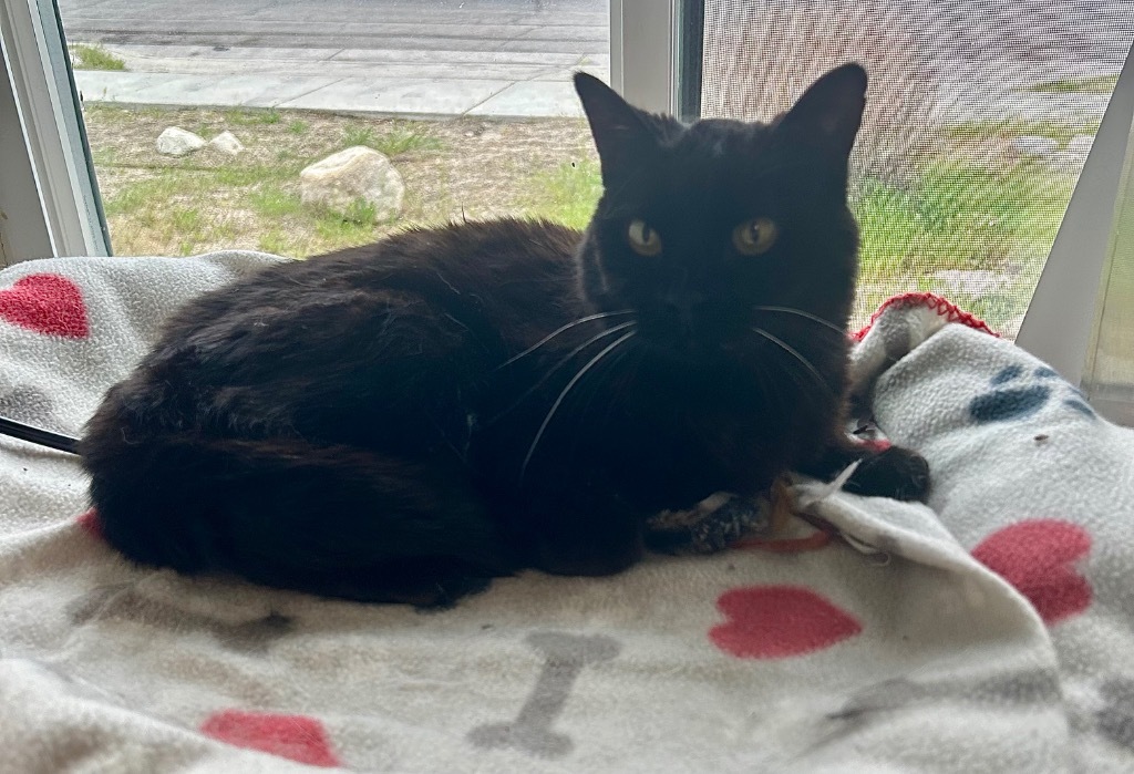 Piper, an adoptable Domestic Short Hair in Sandy, UT, 84070 | Photo Image 3