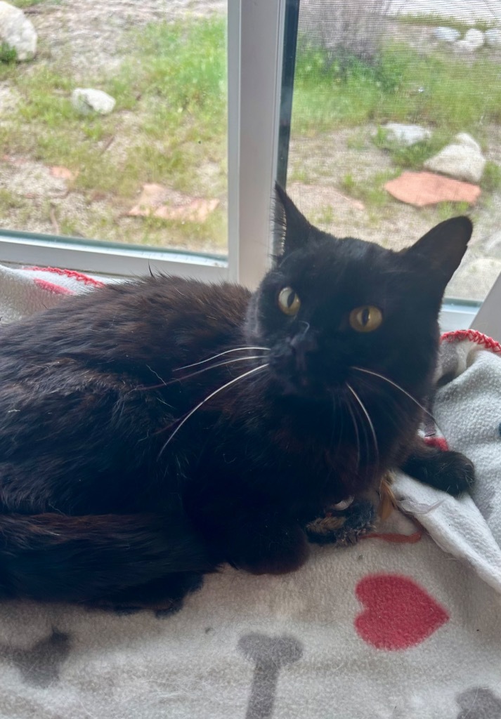 Piper, an adoptable Domestic Short Hair in Sandy, UT, 84070 | Photo Image 4