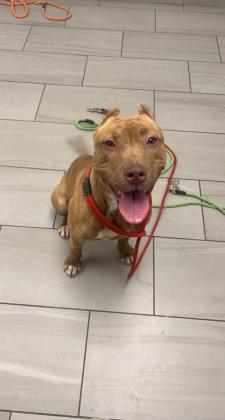 Katrina, an adoptable American Staffordshire Terrier, Mixed Breed in Daytona Beach, FL, 32124 | Photo Image 1