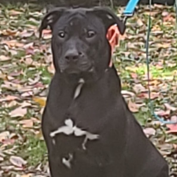 Skeletor, an adopted American Staffordshire Terrier Mix in La Plata, MD_image-1