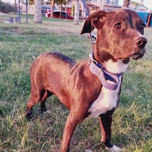 Pepper, an adopted Labrador Retriever Mix in San Diego, CA_image-3