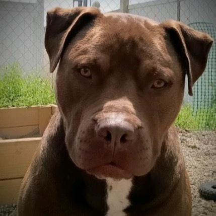 Brownie, an adoptable Pit Bull Terrier, Cane Corso in Germantown, OH, 45327 | Photo Image 1