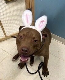 Brownie, an adoptable Pit Bull Terrier, Cane Corso in Germantown, OH, 45327 | Photo Image 2