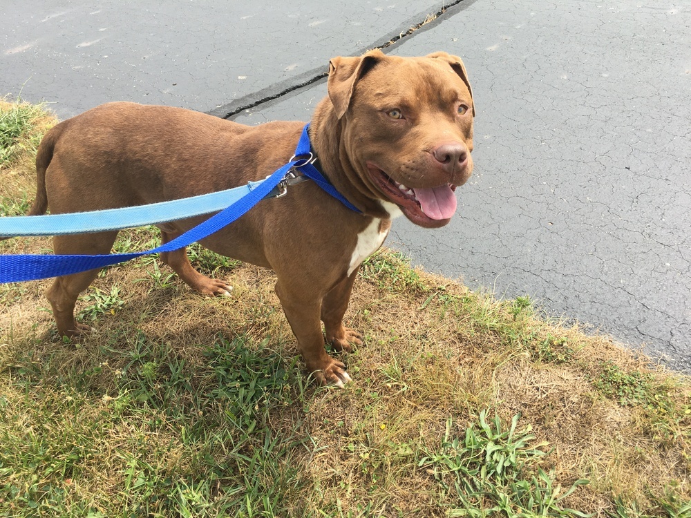 Brownie, an adoptable Pit Bull Terrier, Cane Corso in Germantown, OH, 45327 | Photo Image 3