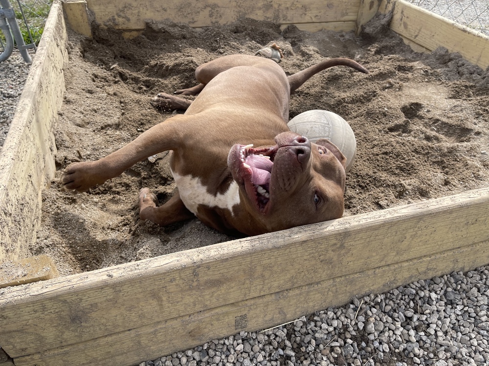 Brownie, an adoptable Pit Bull Terrier, Cane Corso in Germantown, OH, 45327 | Photo Image 4