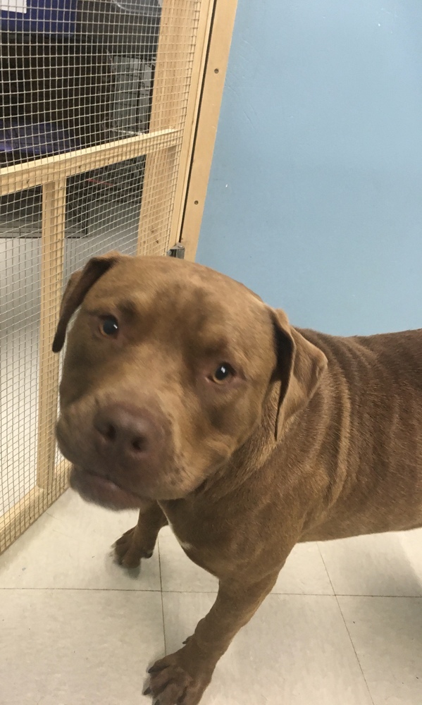 Brownie, an adoptable Pit Bull Terrier, Cane Corso in Germantown, OH, 45327 | Photo Image 5