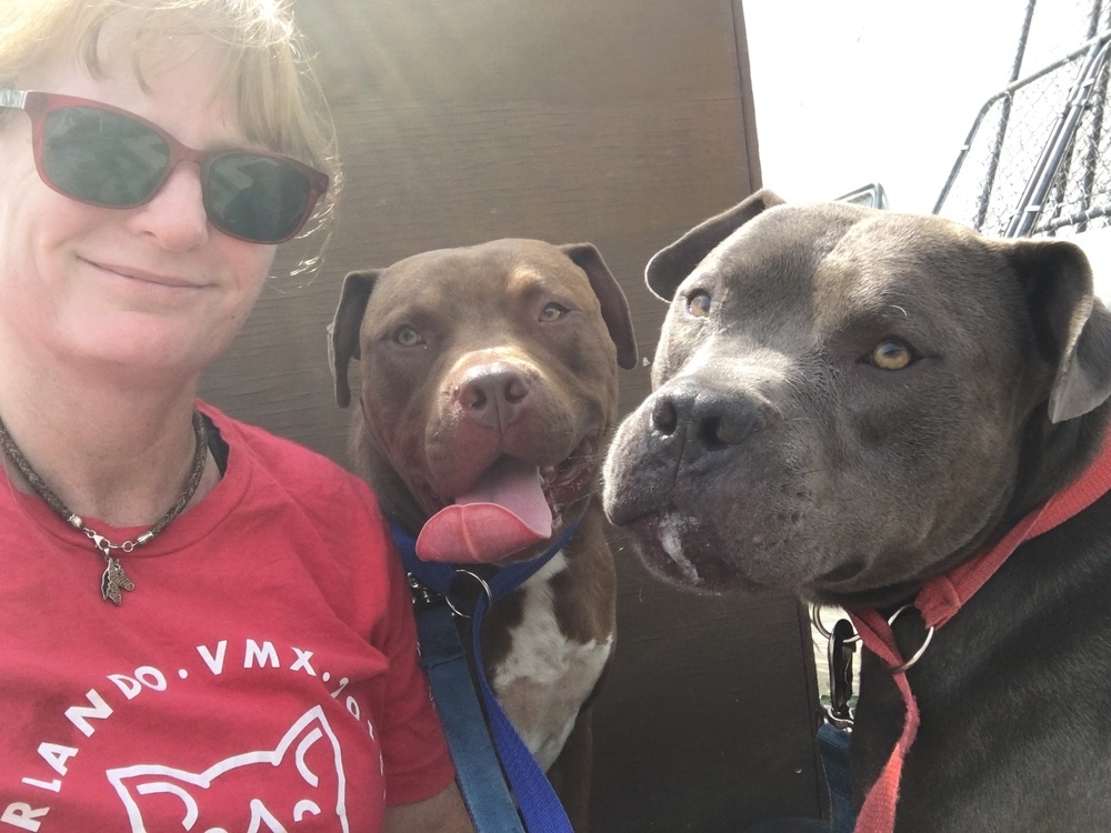 Brownie, an adoptable Pit Bull Terrier, Cane Corso in Germantown, OH, 45327 | Photo Image 6