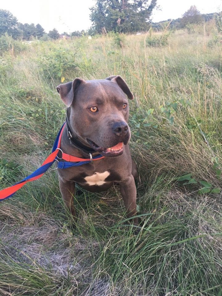 Giant hotsell blue pitbull