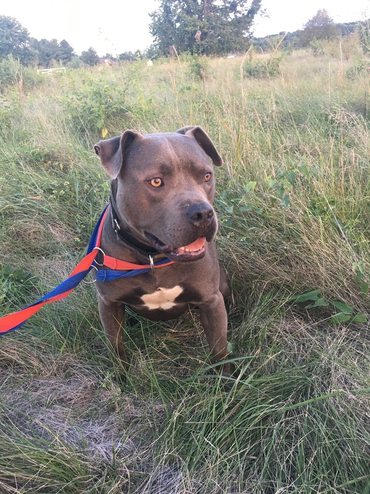 Baby (Babe the Big Blue Ox), an adoptable Pit Bull Terrier, Cane Corso in Germantown, OH, 45327 | Photo Image 1