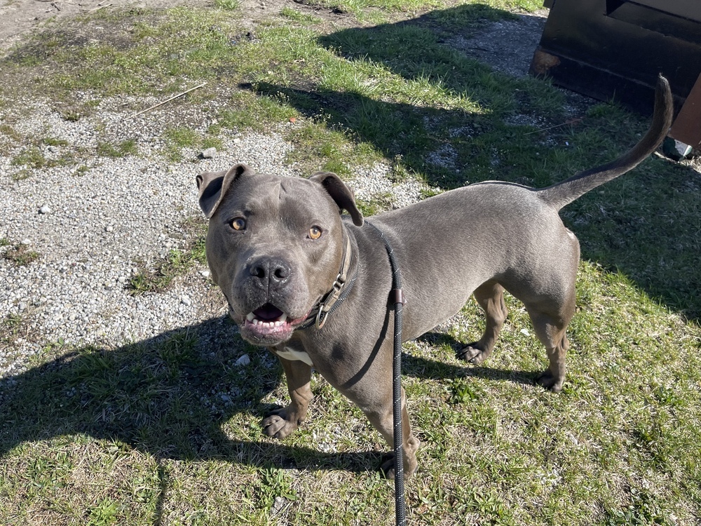 Baby (Babe the Big Blue Ox), an adoptable Pit Bull Terrier, Cane Corso in Germantown, OH, 45327 | Photo Image 2