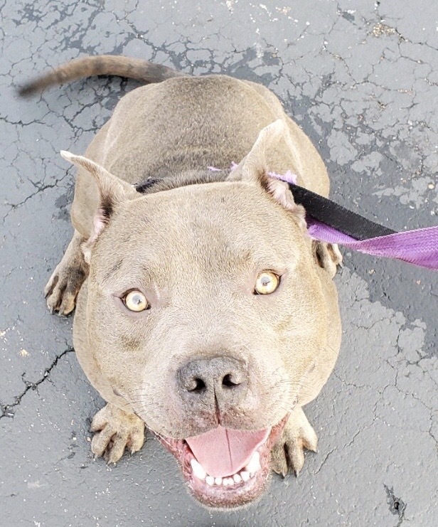 Baby (Babe the Big Blue Ox), an adoptable Pit Bull Terrier, Cane Corso in Germantown, OH, 45327 | Photo Image 4