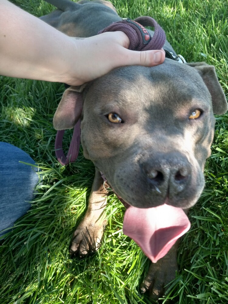 Baby (Babe the Big Blue Ox), an adoptable Pit Bull Terrier, Cane Corso in Germantown, OH, 45327 | Photo Image 5