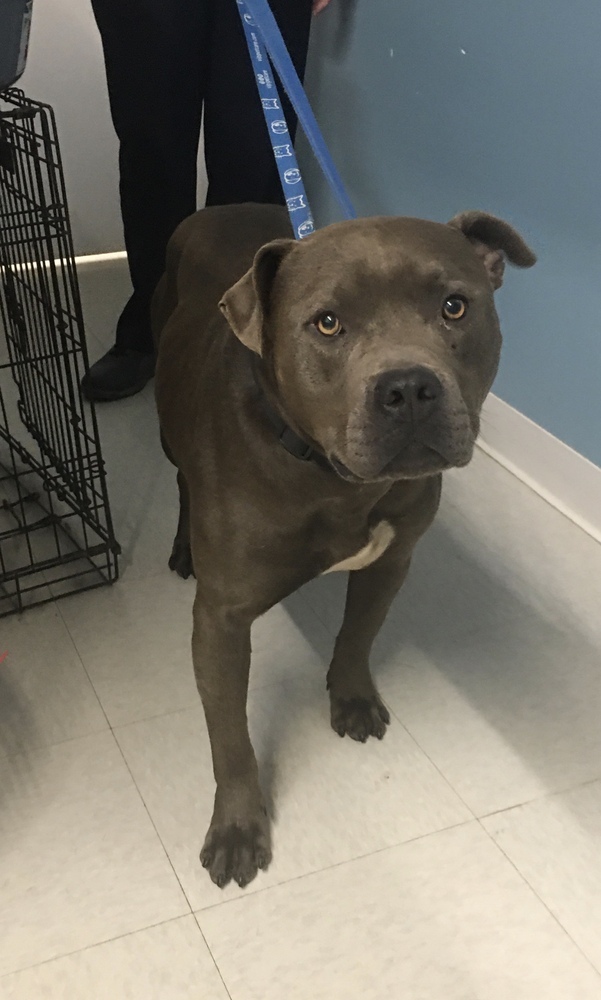 Baby (Babe the Big Blue Ox), an adoptable Pit Bull Terrier, Cane Corso in Germantown, OH, 45327 | Photo Image 6