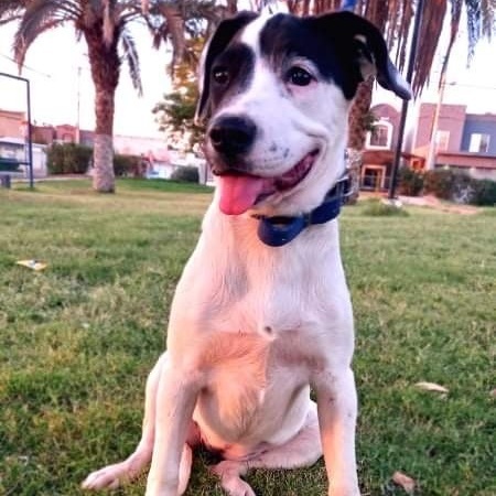 Akira, an adopted Labrador Retriever & Terrier Mix in San Diego, CA_image-1