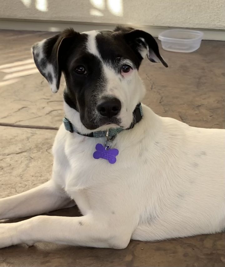 Akira, an adopted Labrador Retriever & Terrier Mix in San Diego, CA_image-2