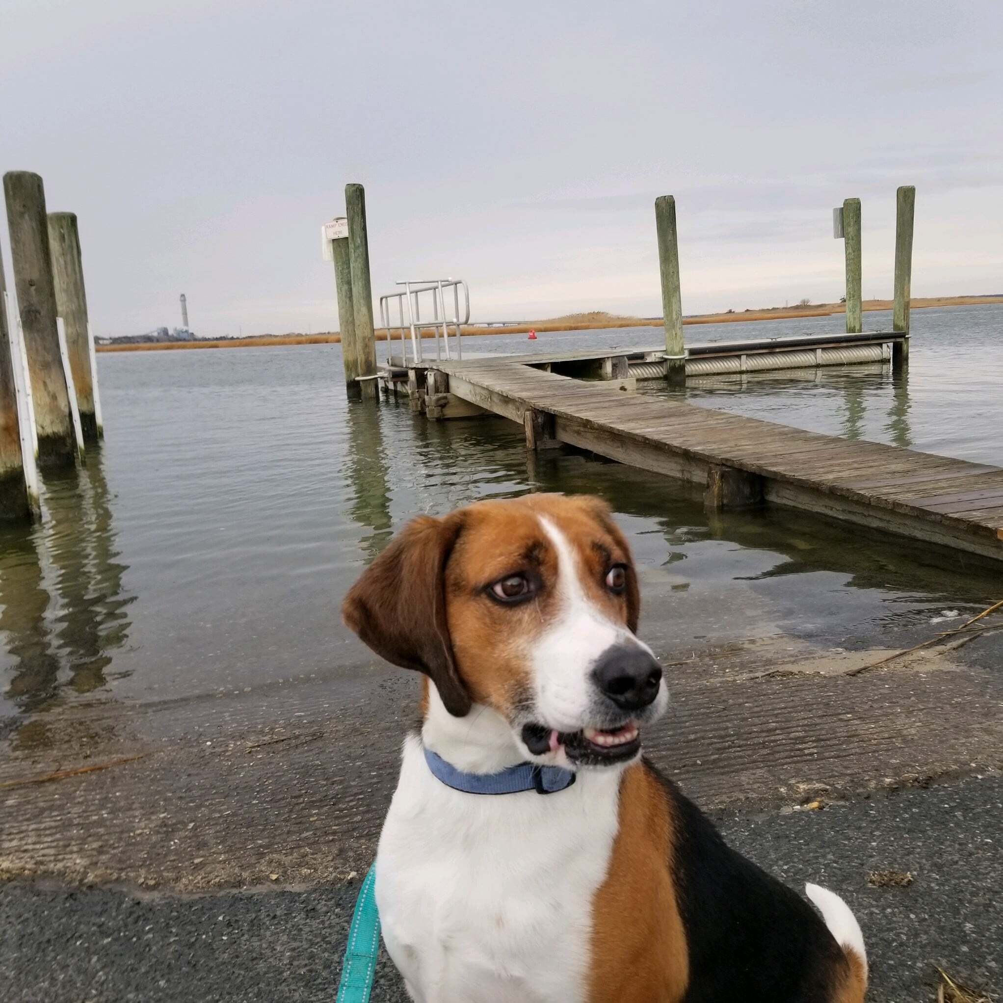 Duke, an adoptable Treeing Walker Coonhound in Ocean City, NJ, 08226 | Photo Image 2