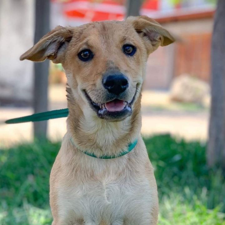 Khaly , an adopted Retriever Mix in San Diego, CA_image-1