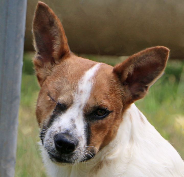 Danny, an adopted Jack Russell Terrier Mix in Charles Town, WV_image-1