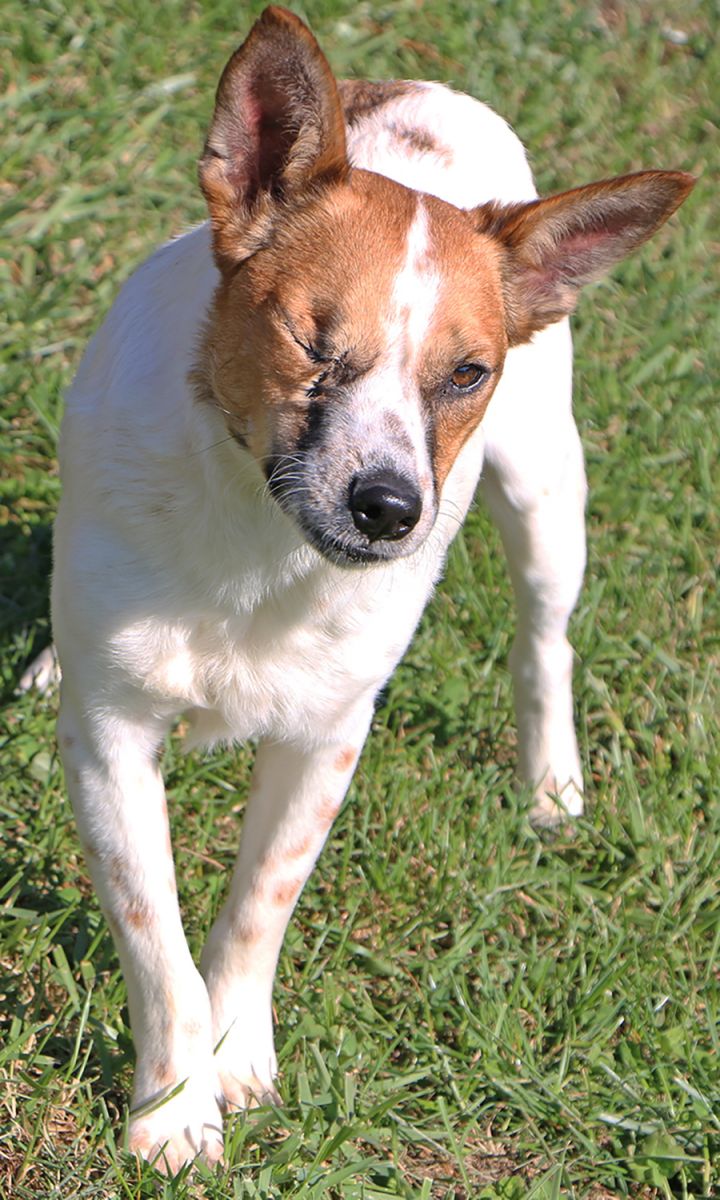 Danny, an adopted Jack Russell Terrier Mix in Charles Town, WV_image-4