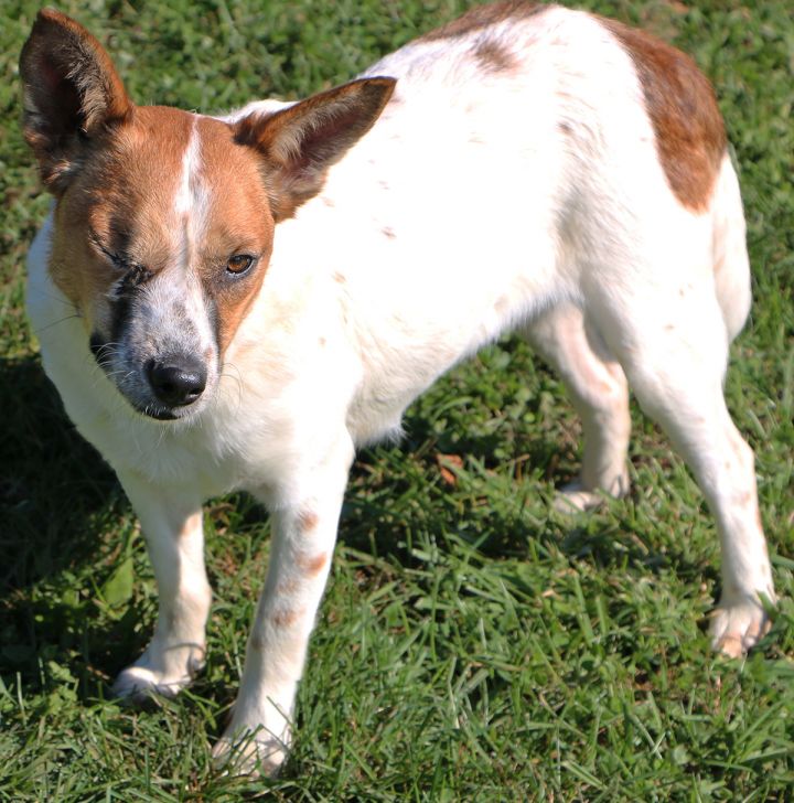 Danny, an adopted Jack Russell Terrier Mix in Charles Town, WV_image-6