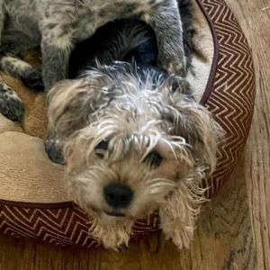 PAISLEY bonded to TRISS KITT