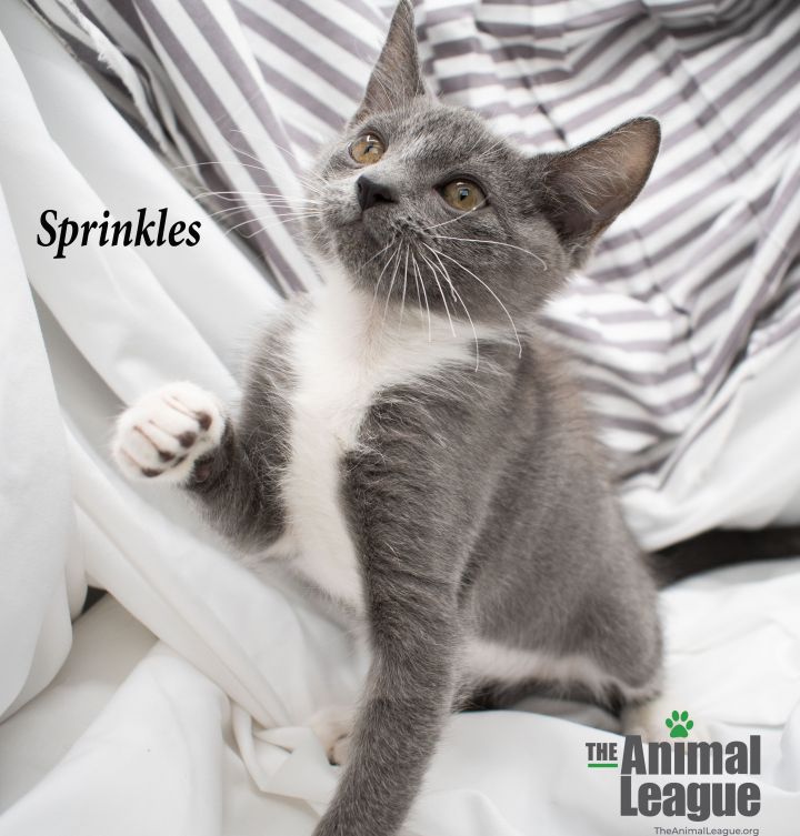 Sprinkles 4
