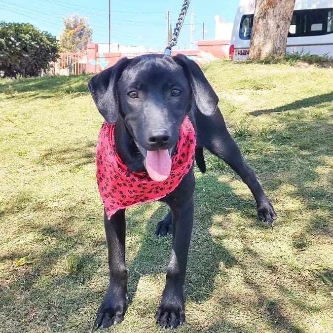 Shirley, an adopted Black Labrador Retriever Mix in San Diego, CA_image-1