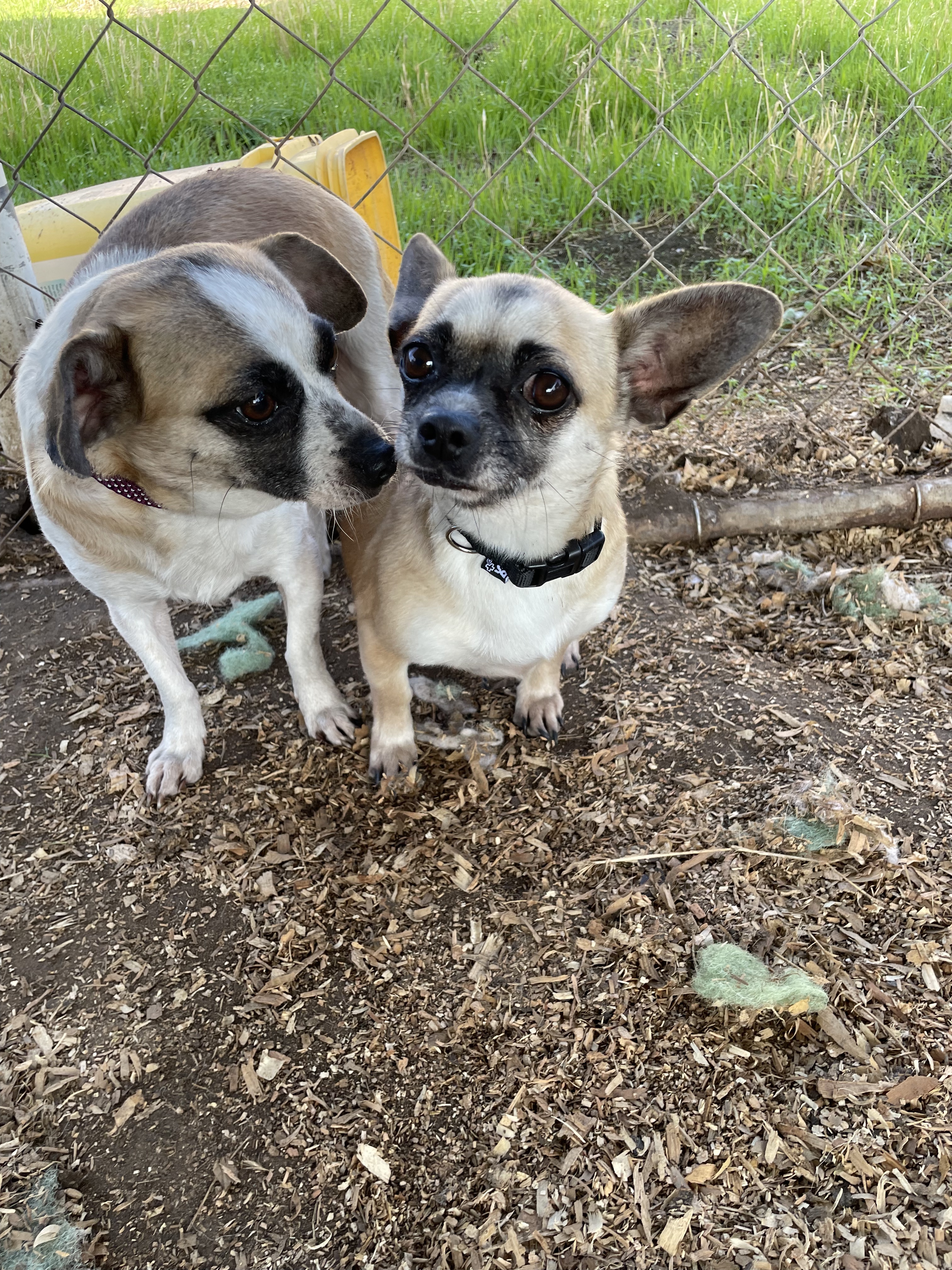 Karen and Tiffani, an adoptable Chihuahua, Pug in Fresno, CA, 93720 | Photo Image 1