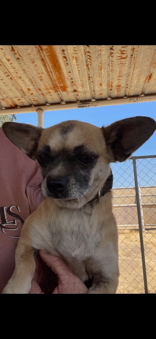 Karen and Tiffani, an adoptable Chihuahua, Pug in Fresno, CA, 93720 | Photo Image 5