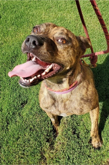 Piper, an adoptable Carolina Dog, Cattle Dog in Tulsa, OK, 74112 | Photo Image 3