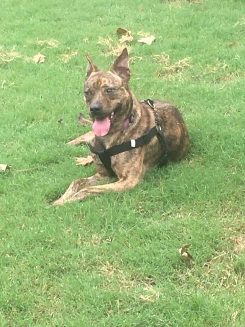 Piper, an adoptable Carolina Dog, Cattle Dog in Tulsa, OK, 74112 | Photo Image 4