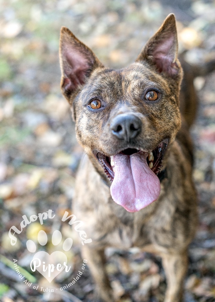 Piper, an adoptable Carolina Dog, Cattle Dog in Tulsa, OK, 74112 | Photo Image 6