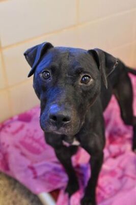 Labrador Retriever For Sale Pets Aiken Recycler Com