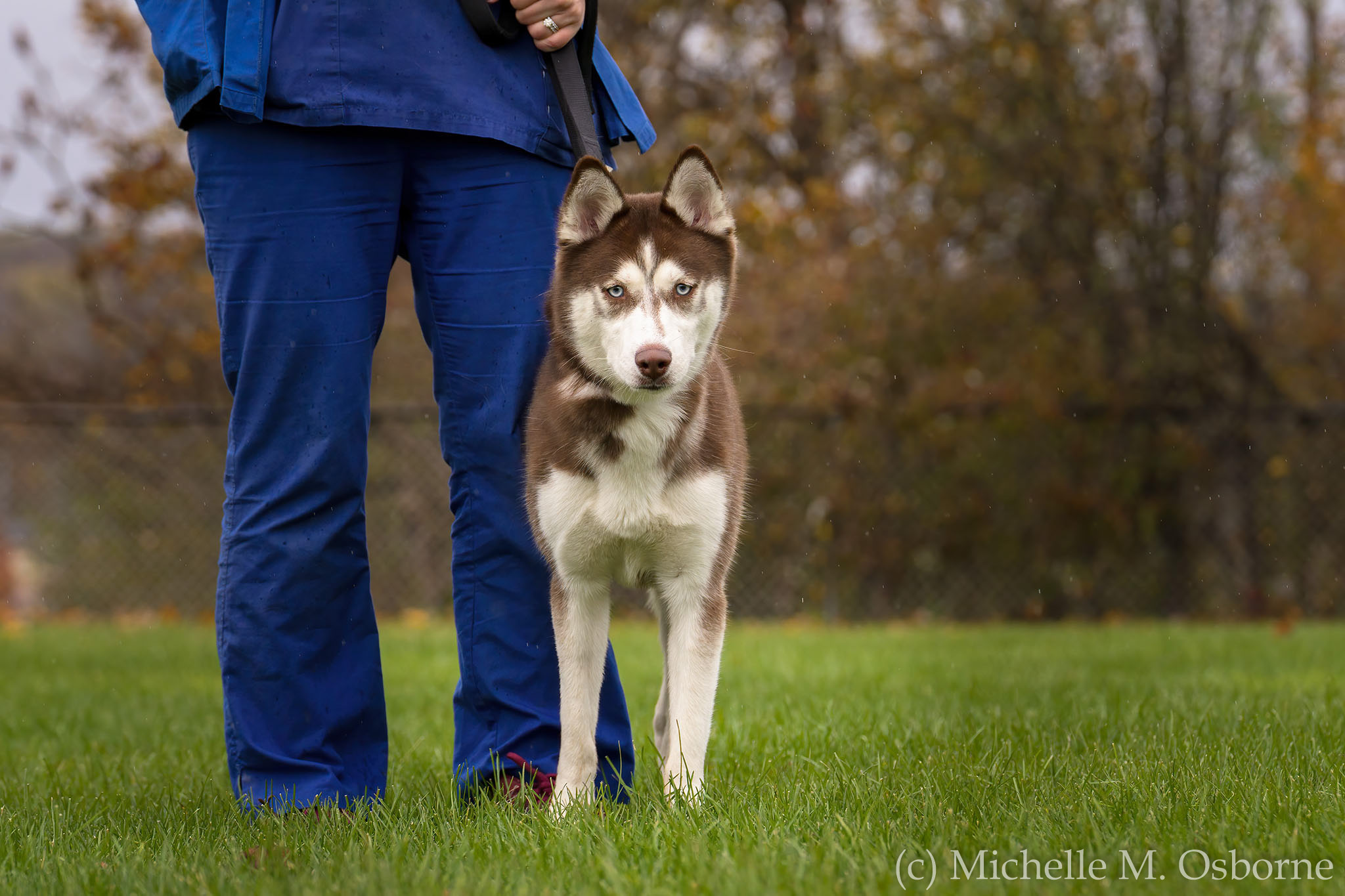 Coco, an adoptable Husky in Manlius, NY, 13104 | Photo Image 1