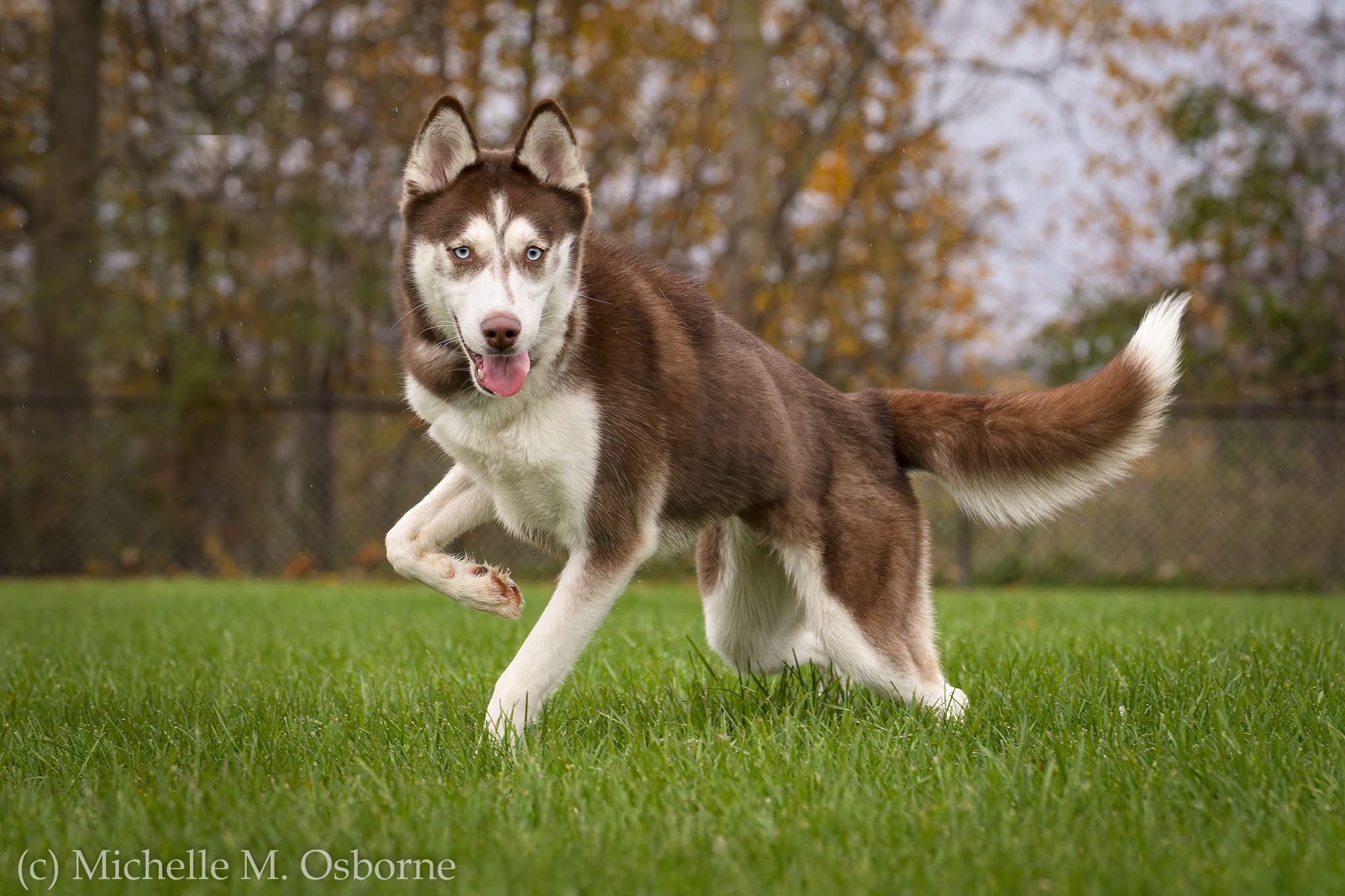 Coco, an adoptable Husky in Manlius, NY, 13104 | Photo Image 2