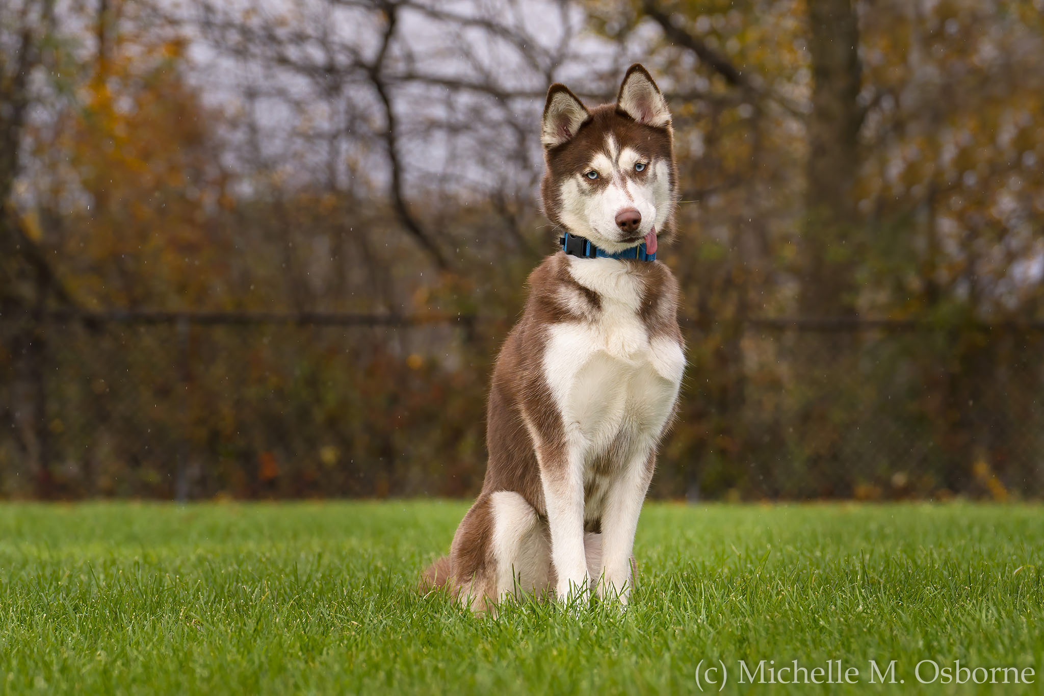 Coco, an adoptable Husky in Manlius, NY, 13104 | Photo Image 3