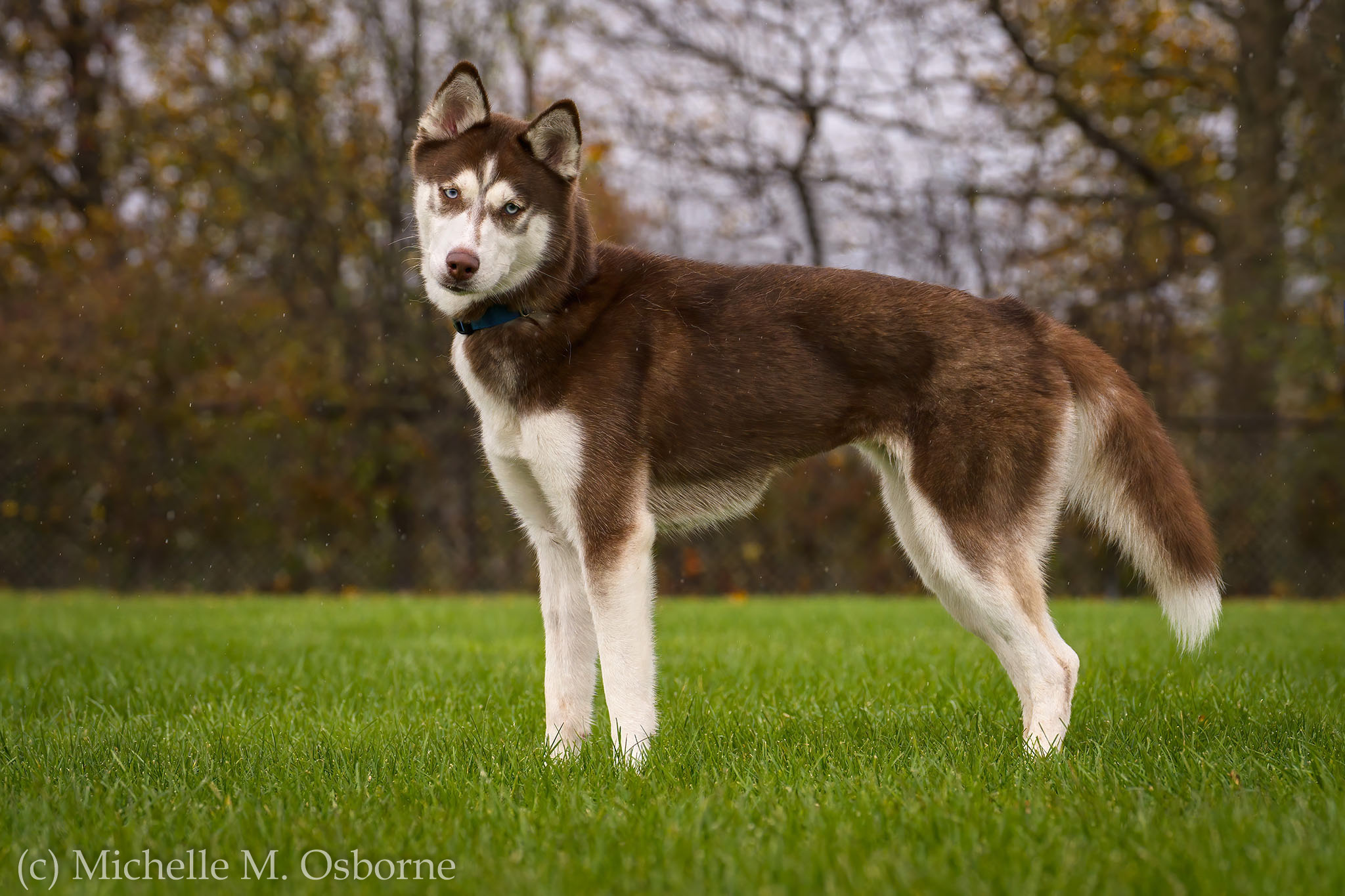 Coco, an adoptable Husky in Manlius, NY, 13104 | Photo Image 4