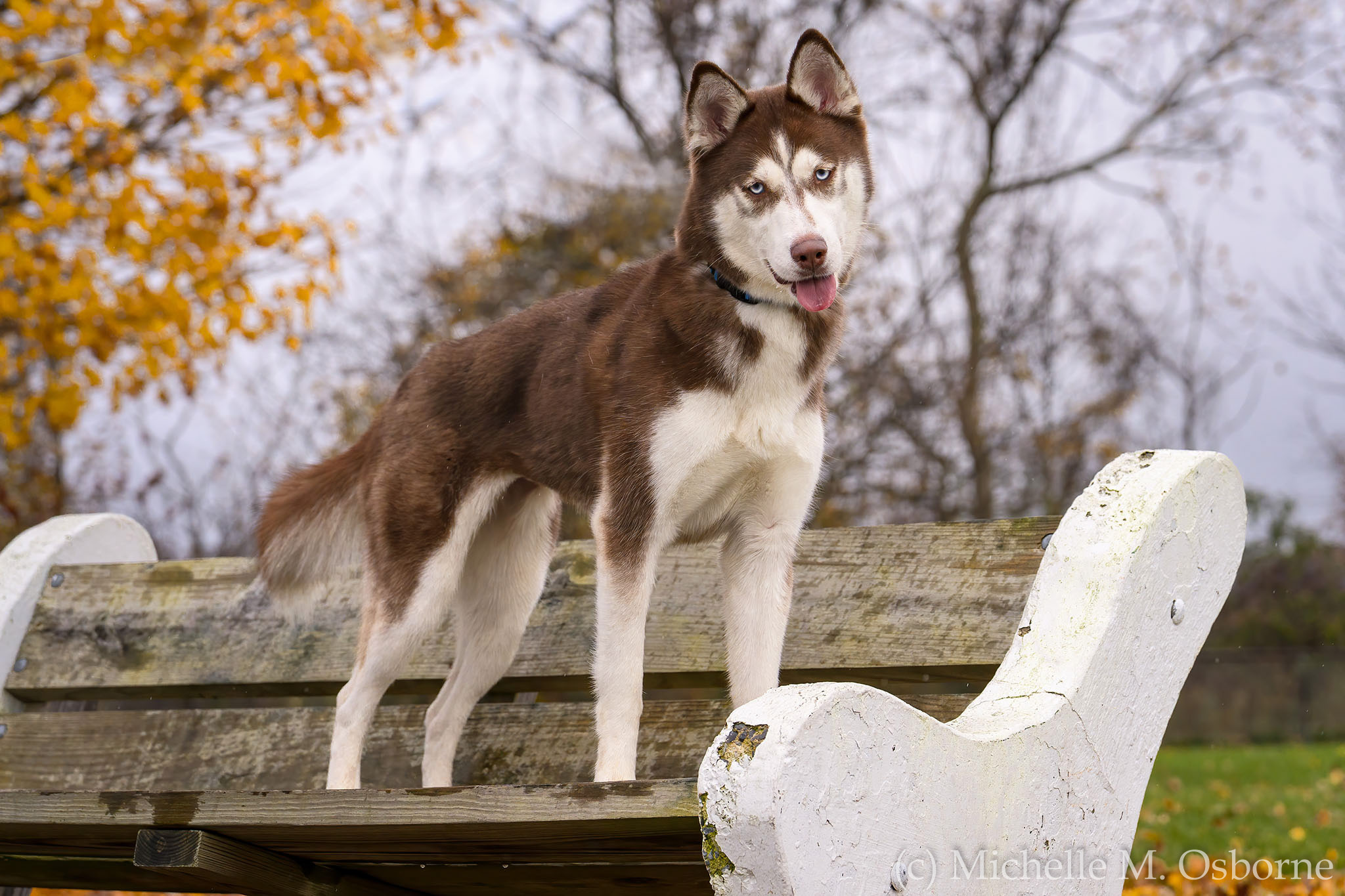Coco, an adoptable Husky in Manlius, NY, 13104 | Photo Image 5