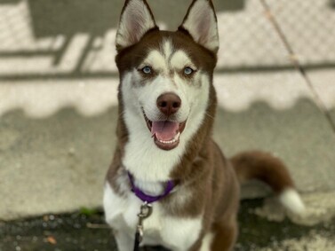 Coco, an adoptable Husky in Manlius, NY, 13104 | Photo Image 6