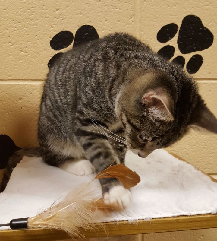 Dickens, an adopted Domestic Short Hair in Smithfield, NC_image-4