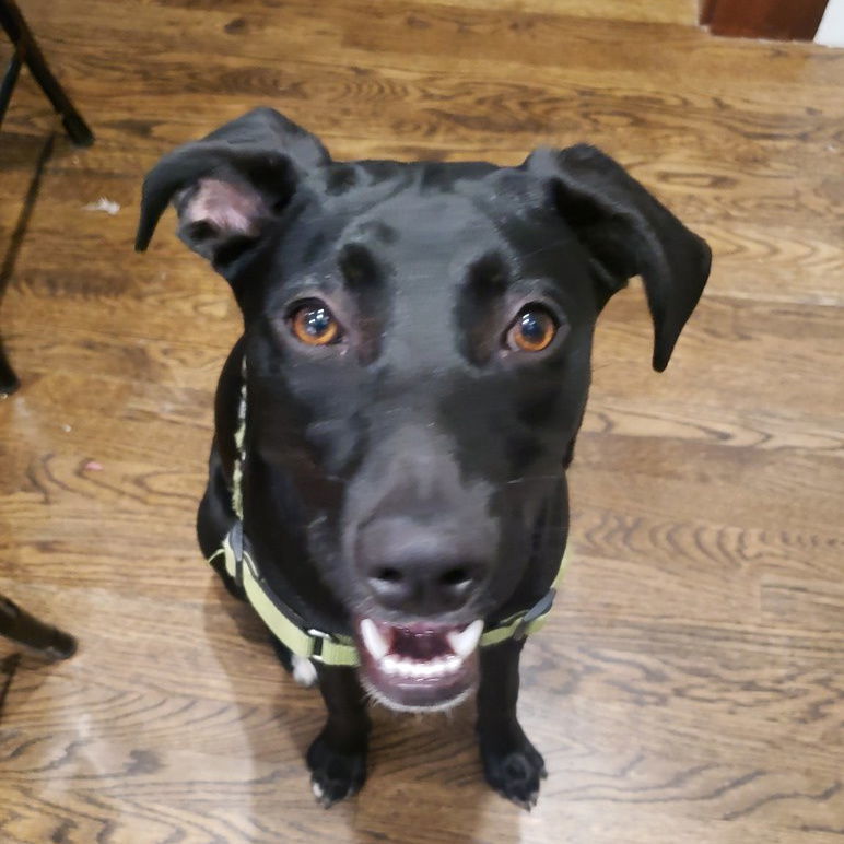 Lola - fka Sushi, an adoptable Retriever in Sunnyvale, CA, 94085 | Photo Image 1