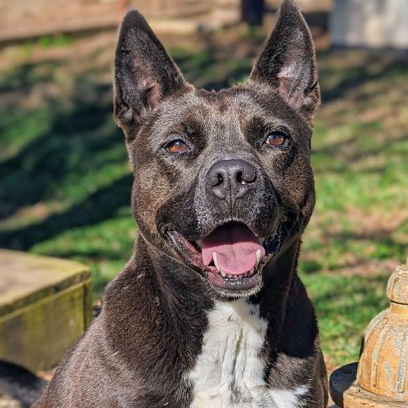 australian cattle dog pitbull mix