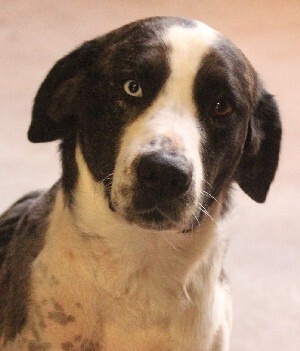 Jake, an adoptable Collie in Savannah, MO, 64485 | Photo Image 1