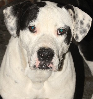 Rambo, an adoptable Great Dane in Savannah, MO, 64485 | Photo Image 1