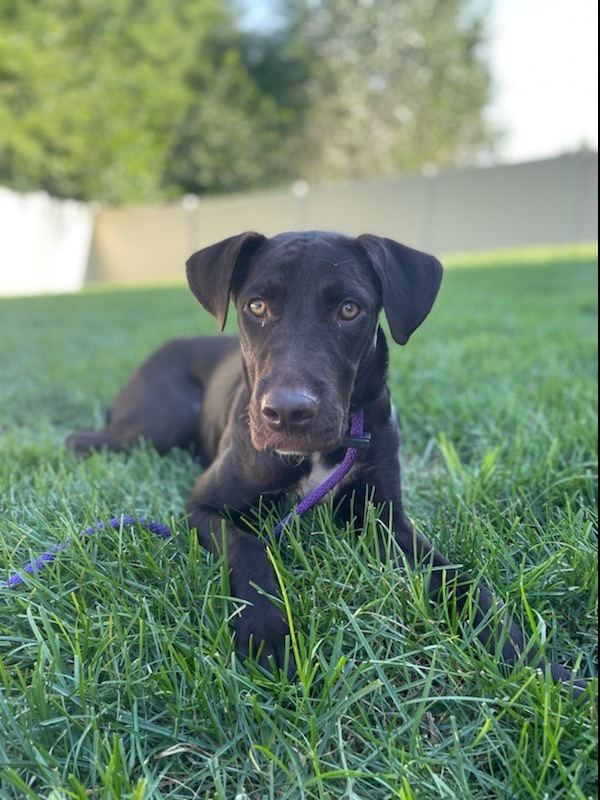 Abby (Fostered in Bellevue), an adoptable Labrador Retriever Mix in Papillion, NE_image-1